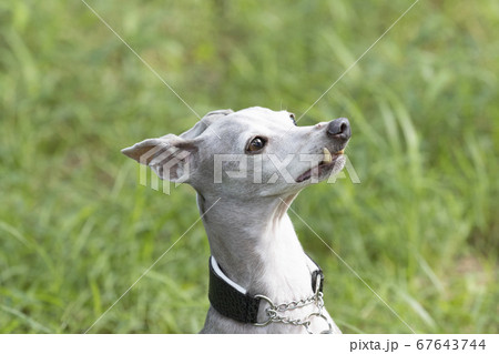 イタリア犬の写真素材