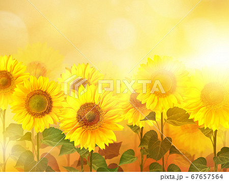 ひまわり 向日葵 のイラスト素材集 ピクスタ