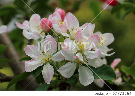 姫りんごの花の写真素材 - PIXTA