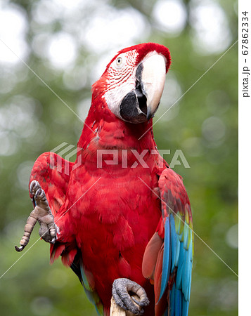 赤いオウムの写真素材