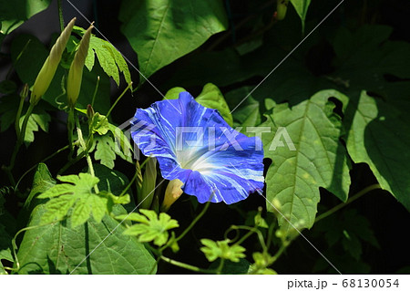 花 雌しべ 朝顔 おしべの写真素材