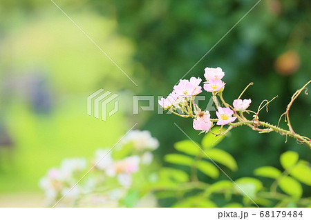 花 バレリーナ 植物 桃色の写真素材