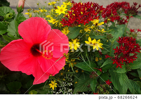 花 ハワイ 花壇の写真素材
