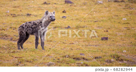 動物 ハイエナ 子供 赤ちゃんの写真素材