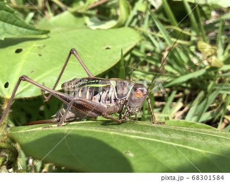 ヒガシキリギリスの写真素材