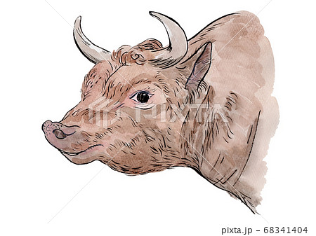 牛 角 ツノ 肉牛の写真素材