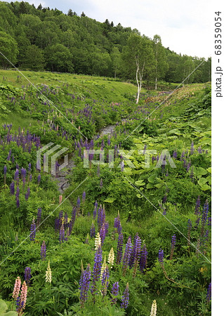 ルピナス群生地の写真素材