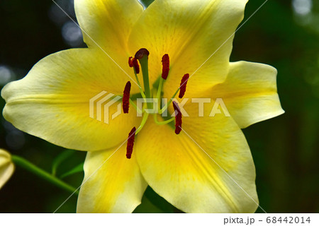 百合の花の写真素材