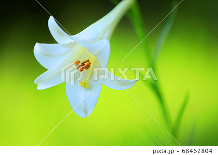 パターン ユリ 花 可愛いの写真素材