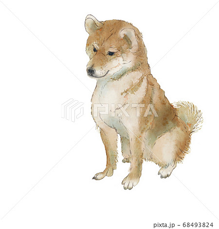 柴犬 犬 リアルイラスト リアルのイラスト素材