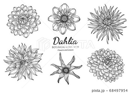 ダリア 花 白 植物のイラスト素材