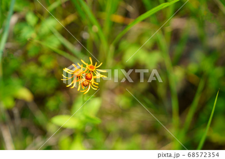 高山植物 花 コウリンカ 植物の写真素材