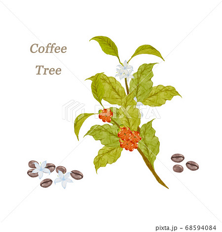 コーヒーの木のイラスト素材