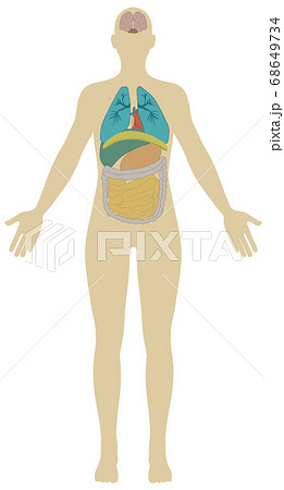 人体図のイラスト素材