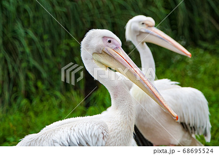 モモイロペリカン ペリカン 鳥 夫婦の写真素材