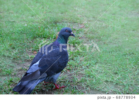 芝生 鳩 鳥 歩くの写真素材