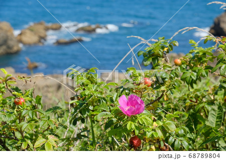 ハマナスの花の写真素材