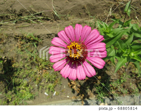 ピンクのガーベラ ガーベラに似ている花なのか 一輪だけ の写真素材