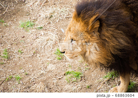 雄 横顔 ライオン 動物の写真素材