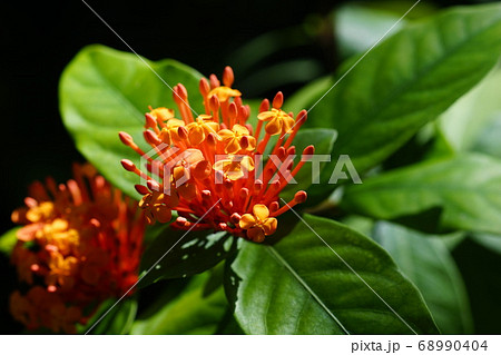 サンダンカ 三段花の写真素材 - PIXTA