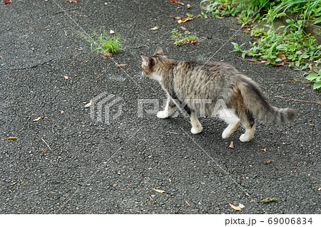 キャッツアイの写真素材