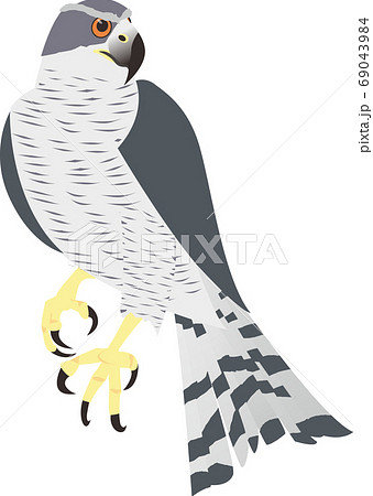 鷹遊隼鳥兒鳥照片素材