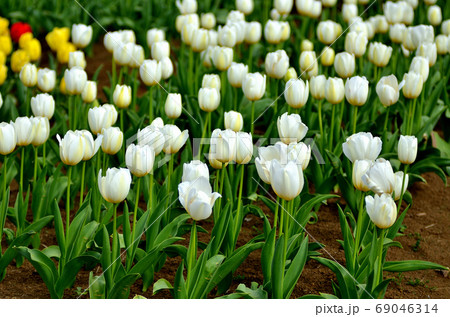 百合 花 百合畑 白百合の写真素材