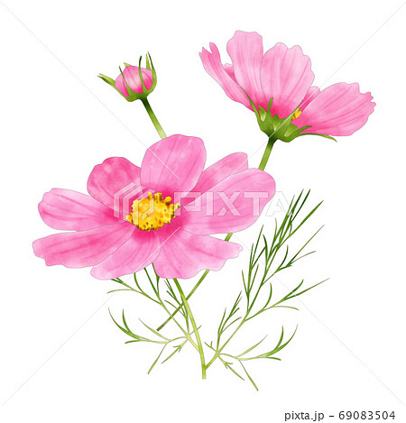 コスモス 蕾 秋桜 花のイラスト素材 - PIXTA