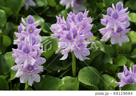 悪魔の花の写真素材