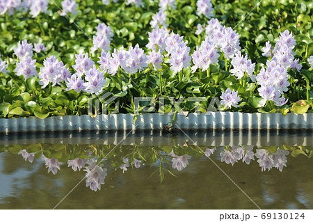 悪魔の花の写真素材