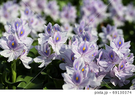 悪魔の花の写真素材