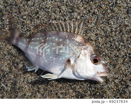 チャリコ 魚の写真素材