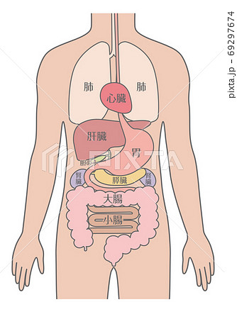 解剖図 内臓 人体図のイラスト素材