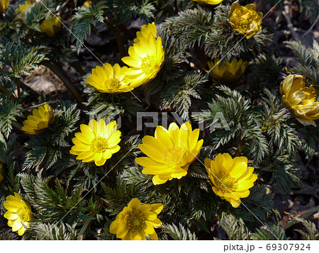 榛名梅林梅まつりの写真素材 榛名梅林梅まつりの写真素材
