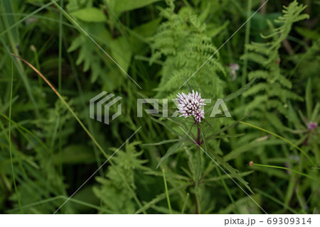 赤紫の尖った花の写真素材