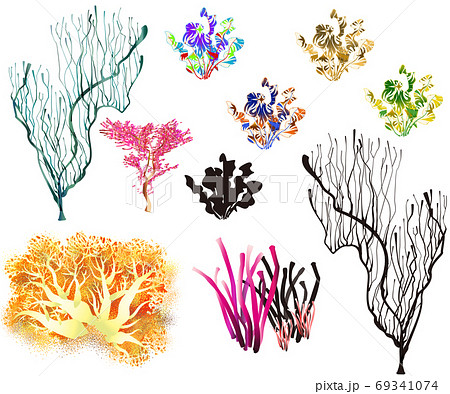 海藻 わかめ 花 沖縄のイラスト素材