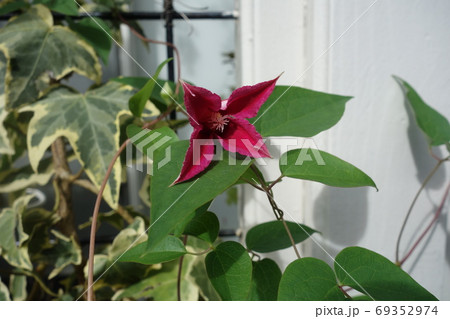 花弁8枚の写真素材