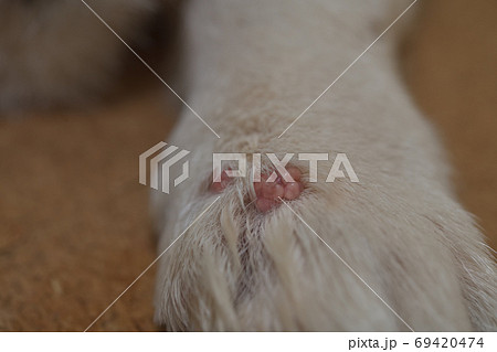 コーギー犬の前足にできたカリフラワー状のイボ 乳頭腫の写真素材