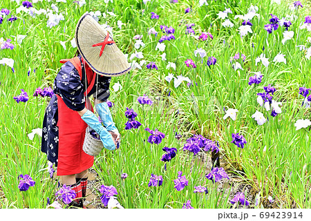 花がら摘み娘の写真素材