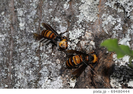 スズメバチ かわいいの写真素材