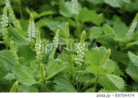 秋の畑に咲く青紫蘇の花と実の写真素材