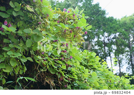 ツル性植物 雑草の写真素材