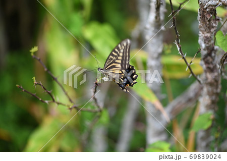 アゲハ蝶の卵 卵 アゲハ蝶の写真素材
