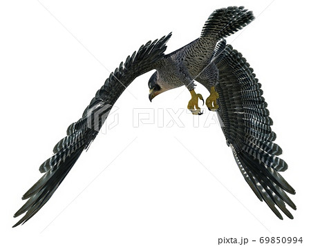 鷹のイラスト素材