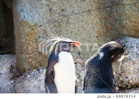 ペンギン イワトビペンギン アップ 顔の写真素材