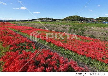 ごんぎつね 赤い花の写真素材