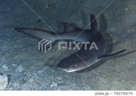フカ 海水魚の写真素材