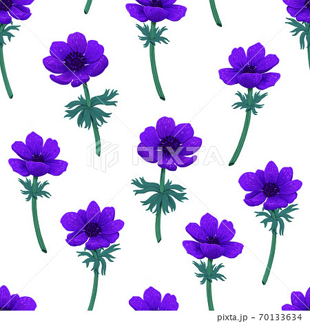 紫のアネモネのイラスト素材