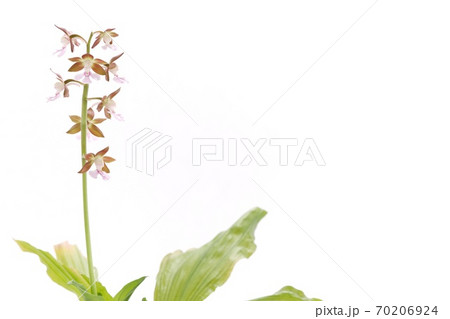 花 蘭 茶色 植物の写真素材