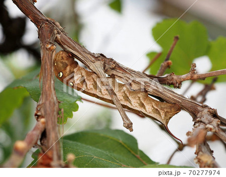 コスズメガの写真素材